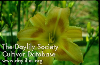 Daylily Aerially Inclined